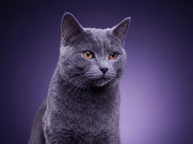 Chartreux