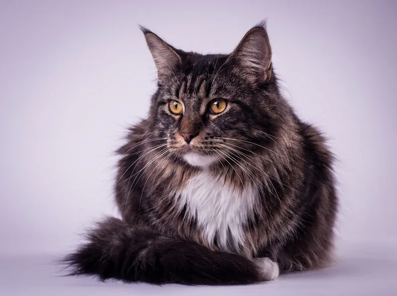 Maine Coon