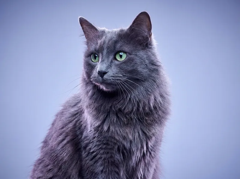 Nebelung
