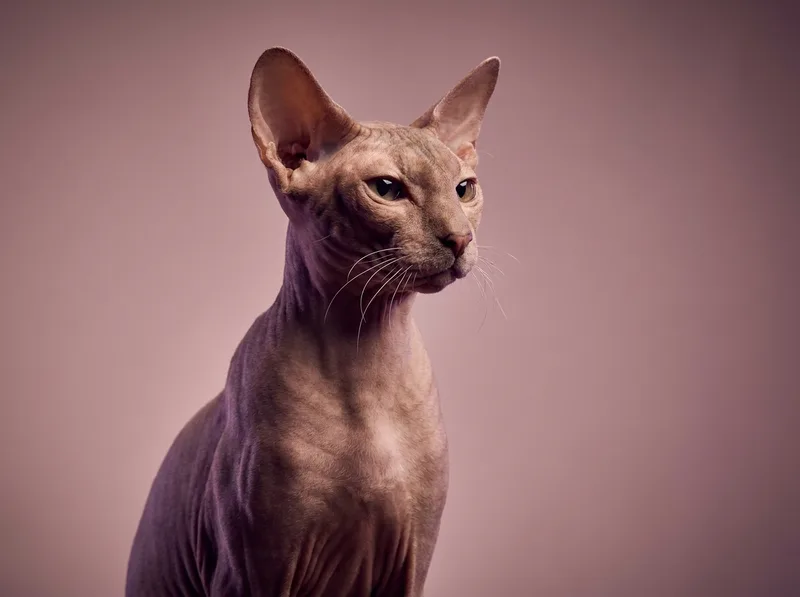 Peterbald