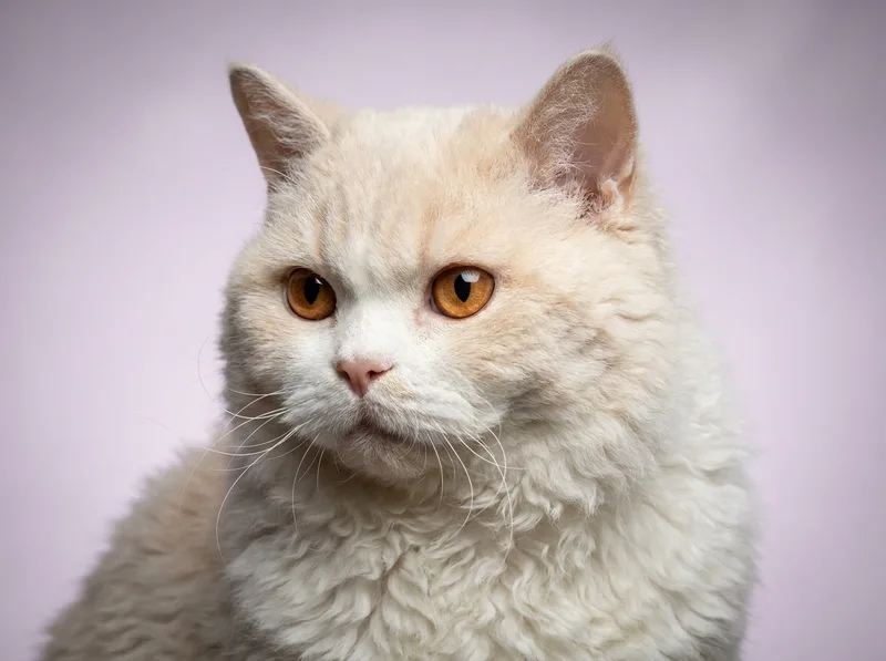 Selkirk Rex